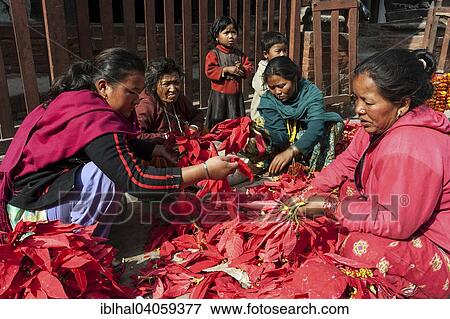 "Flower girls, poinsettias, old town, Kathmandu, Nepal, Asia" View Large Photo Image Stock Photo - "Flower girls, poinsettias, old town, Kathmandu, Nepal, Asia". Fotosearch