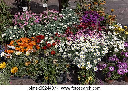 "Flower market on the Cours Saleya, city centre, Nice, Departement Alpes-Maritimes, Region Provence-Alpes-Cote d’Azur, France, Europe" View Large Photo Image Stock Photo - "Flower market on the Cours Saleya, city centre, Nice, Departement Alpes-Maritimes, Region Provence-Alpes-Cote d’Azur, France, Europe". Fotosearch