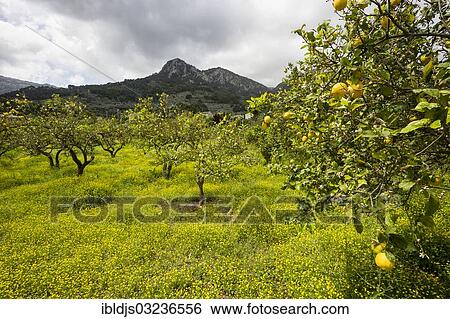 "Flower meadow and lemon trees, Soller, Majorca, Balearic Islands, Spain, Europe" View Large Photo Image Stock Photograph - "Flower meadow and lemon trees, Soller, Majorca, Balearic Islands, Spain, Europe". Fotosearch