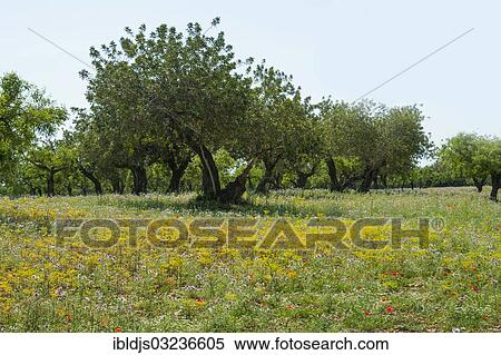 "Flower meadow and trees, Llucmajor, Majorca, Balearic Islands, Spain, Europe" View Large Photo Image Stock Photography - "Flower meadow and trees, Llucmajor, Majorca, Balearic Islands, Spain, Europe". Fotosearch