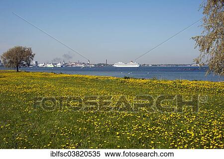 Stock Photography - "Flower meadow, cruise ship Costa Pacifica, panoramic view, Tallinn, Estonia, Baltic States, Europe". Fotosearch