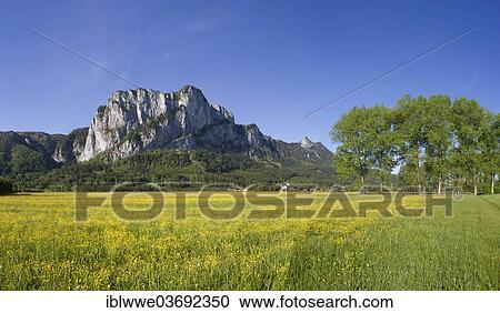 "Flower meadow, Drachenwand or Dragon's Wall, St. Lorenz, Mondsee, Salzkammergut, Austria, Europe" View Large Photo Image Stock Image - "Flower meadow, Drachenwand or Dragon's Wall, St. Lorenz, Mondsee, Salzkammergut, Austria, Europe". Fotosearch