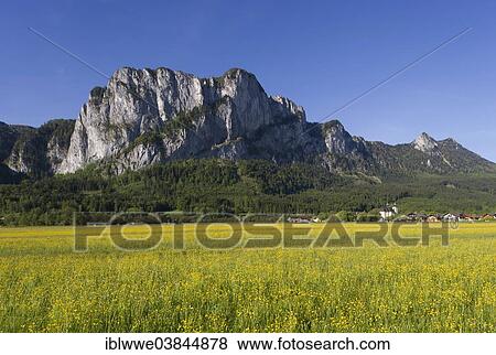 Stock Photo - "Flower meadow, Drachenwand, St. Lorenz, Mondsee, Salzkammergut, Austria, Europe". Fotosearch