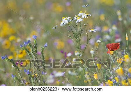 "Flower meadow, Haren, Emsland, Lower Saxony, Germany, Europe" View Large Photo Image Stock Photo - "Flower meadow, Haren, Emsland, Lower Saxony, Germany, Europe". Fotosearch