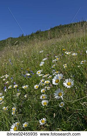 "Flower meadow near Geigelstein, Chiemgau, Bavaria, Germany, Europe" View Large Photo Image Stock Photography - "Flower meadow near Geigelstein, Chiemgau, Bavaria, Germany, Europe". Fotosearch