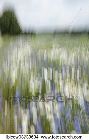 "Flower meadow, Schleswig-Holstein, Germany, Europe" View Large Photo Image Picture - "Flower meadow, Schleswig-Holstein, Germany, Europe". Fotosearch