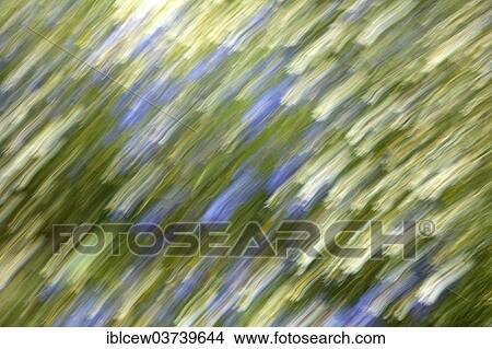 Picture - "Flower meadow, Schleswig-Holstein, Germany, Europe". Fotosearch