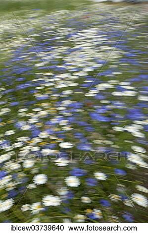 "Flower meadow, Schleswig-Holstein, Germany, Europe" View Large Photo Image Stock Image - "Flower meadow, Schleswig-Holstein, Germany, Europe". Fotosearch