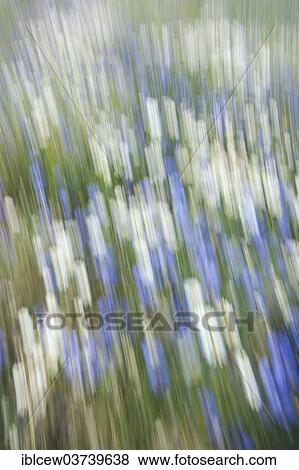 "Flower meadow, Schleswig-Holstein, Germany, Europe" View Large Photo Image Stock Photo - "Flower meadow, Schleswig-Holstein, Germany, Europe". Fotosearch