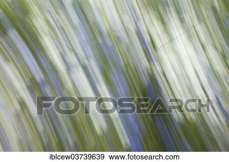 "Flower meadow, Schleswig-Holstein, Germany, Europe" View Large Photo Image Stock Photo - "Flower meadow, Schleswig-Holstein, Germany, Europe". Fotosearch