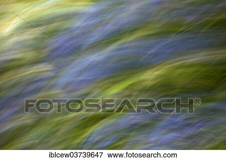 "Flower meadow, Schleswig-Holstein, Germany, Europe" View Large Photo Image Stock Photo - "Flower meadow, Schleswig-Holstein, Germany, Europe". Fotosearch
