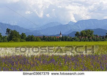 "Flower meadow, town of Voelkermarkt and the Karawanks mountain rage at back, Volkermarkt, Carinthia, Austria, Europe" View Large Photo Image Stock Photo - "Flower meadow, town of Voelkermarkt and the Karawanks mountain rage at back, Volkermarkt, Carinthia, Austria, Europe". Fotosearch