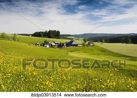 "Flower meadow, traditional farmhouse at the back, near Gutenbach, Furtwangen im Schwarzwald, Black Forest, Baden-Wurttemberg, Germany, Europe" View Large Photo Image Picture - "Flower meadow, traditional farmhouse at the back, near Gutenbach, Furtwangen im Schwarzwald, Black Forest, Baden-Wurttemberg, Germany, Europe". Fotosearch