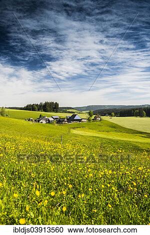 "Flower meadow, traditional farmhouse at the back, near Gutenbach, Furtwangen im Schwarzwald, Black Forest, Baden-Wurttemberg, Germany, Europe" View Large Photo Image Stock Image - "Flower meadow, traditional farmhouse at the back, near Gutenbach, Furtwangen im Schwarzwald, Black Forest, Baden-Wurttemberg, Germany, Europe". Fotosearch