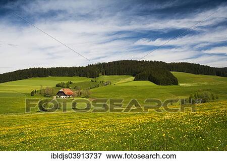 Stock Photo - "Flower meadow, traditional farmhouse, Schwarzenbach, Titisee-Neustadt, Black Forest, Baden-Wurttemberg, Germany, Europe". Fotosearch