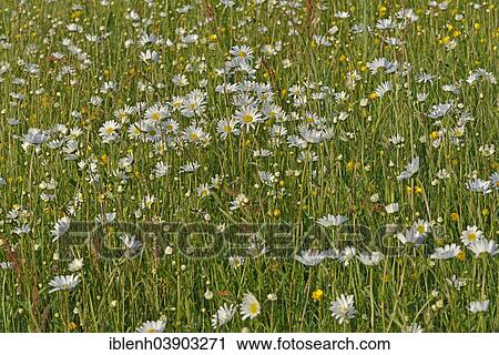 Stock Image - "Flower meadow with Oxeye Daisies or Ox-eye Daisies (Leucanthemum vulgare) and Tall Buttercups (Ranunculus acris), Texel, North Holland, The Netherlands, Europe". Fotosearch