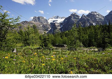 "Flower meadow with snow covered peaks of the Rocky Mountains, Banff National Park, Alberta Province, Canada, North America" View Large Photo Image Stock Image - "Flower meadow with snow covered peaks of the Rocky Mountains, Banff National Park, Alberta Province, Canada, North America". Fotosearch