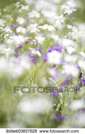 Stock Photo - Flower meadow with white and purple flowers. Fotosearch