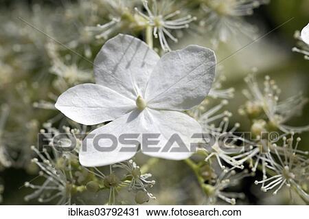 Flower of a Climbing Hydrangea (Hydrangea petiolaris) View Large Photo Image Stock Image - Flower of a Climbing Hydrangea (Hydrangea petiolaris). Fotosearch