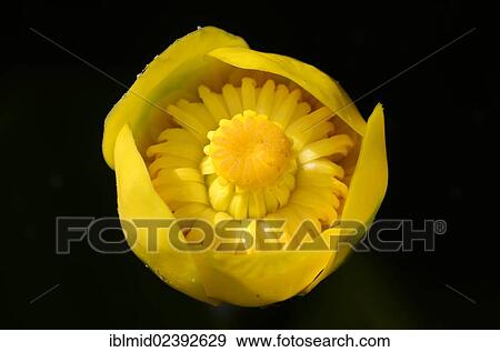 "Flower of a yellow pond lily (Nuphar lutea), Schwenzin bay in Lake Koelpinsee, Mecklenburg Lake District, Nossentiner/Schwinzer Heath Nature Park, Mecklenburg-Western Pomerania, Germany, Europe" View Large Photo Image Stock Photo - "Flower of a yellow pond lily (Nuphar lutea), Schwenzin bay in Lake Koelpinsee, Mecklenburg Lake District, Nossentiner/Schwinzer Heath Nature Park, Mecklenburg-Western Pomerania, Germany, Europe". Fotosearch