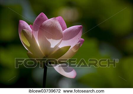 "Flower of an Indian Lotus or Sacred Lotus (Nelumbo nucifera), Schleswig-Holstein, Germany, Europe" View Large Photo Image Stock Image - "Flower of an Indian Lotus or Sacred Lotus (Nelumbo nucifera), Schleswig-Holstein, Germany, Europe". Fotosearch
