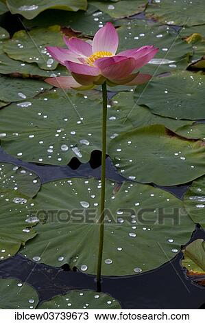 "Flower of an Indian Lotus or Sacred Lotus (Nelumbo nucifera), Schleswig-Holstein, Germany, Europe" View Large Photo Image Stock Image - "Flower of an Indian Lotus or Sacred Lotus (Nelumbo nucifera), Schleswig-Holstein, Germany, Europe". Fotosearch