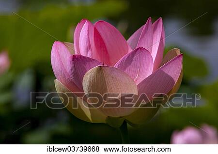 Stock Photo - "Flower of an Indian Lotus or Sacred Lotus (Nelumbo nucifera), Schleswig-Holstein, Germany, Europe". Fotosearch