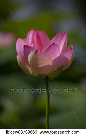 "Flower of an Indian Lotus or Sacred Lotus (Nelumbo nucifera), Schleswig-Holstein, Germany, Europe" View Large Photo Image Stock Photo - "Flower of an Indian Lotus or Sacred Lotus (Nelumbo nucifera), Schleswig-Holstein, Germany, Europe". Fotosearch
