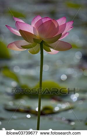 Stock Photo - "Flower of an Indian Lotus or Sacred Lotus (Nelumbo nucifera), Schleswig-Holstein, Germany, Europe". Fotosearch
