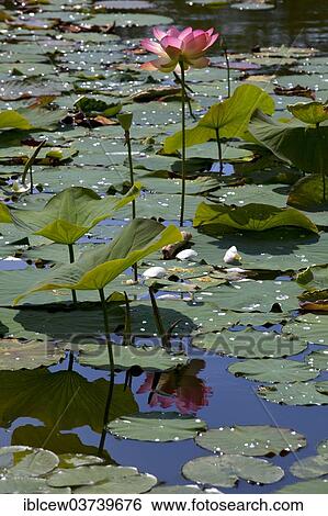 "Flower of an Indian Lotus or Sacred Lotus (Nelumbo nucifera), Schleswig-Holstein, Germany, Europe" View Large Photo Image Stock Photograph - "Flower of an Indian Lotus or Sacred Lotus (Nelumbo nucifera), Schleswig-Holstein, Germany, Europe". Fotosearch