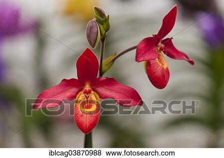 Stock Photo - "Flower of an orchid, Phragmipedium 'Memoria Dick Clements', Palm Garden, Frankfurt am Main, Hesse, Germany, Europe". Fotosearch