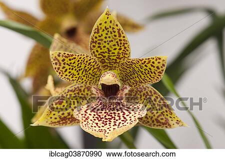 Flower Of An Orchid Propethalum Palm Garden Frankfurt Am Main Hesse Germany Europe Stock Image Iblcag Fotosearch