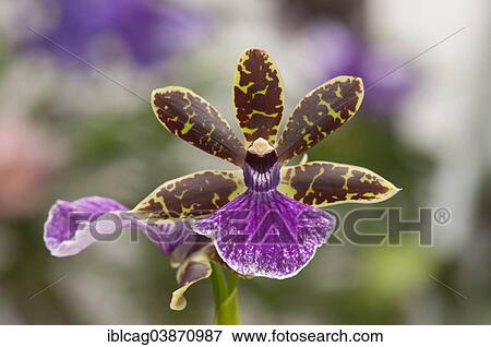 Flower Of An Orchid Zygopetalum Hybrid Palm Garden Frankfurt Am Main Hesse Germany Europe Stock Photo Iblcag Fotosearch