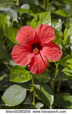 Flower of Hibiscus or Rose Mallow (Hibiscus rosa-sinensis) View Large Photo Image Stock Photography - Flower of Hibiscus or Rose Mallow (Hibiscus rosa-sinensis). Fotosearch