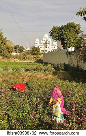 Stock Image - "Flower pickers, Pushkar, Rajasthan, India, Asia". Fotosearch