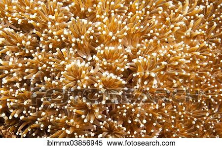 "Flower Pot Coral (Goniopora sp. ), Indonesia, Asia" View Large Photo Image Stock Photography - "Flower Pot Coral (Goniopora sp. ), Indonesia, Asia". Fotosearch