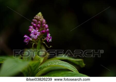 "Flower with leaves, Guandera, Northern Ecuador, Ecuador, South America" View Large Photo Image Stock Photo - "Flower with leaves, Guandera, Northern Ecuador, Ecuador, South America". Fotosearch