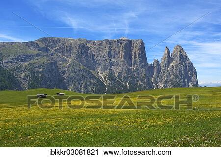 "Flowering alpine meadows on the Alpe di Siusi with Sciliar Mountain, Seiser Alm, Dolomiten, South Tyrol province, Trentino-Alto Adige, Italy, Europe" View Large Photo Image Stock Image - "Flowering alpine meadows on the Alpe di Siusi with Sciliar Mountain, Seiser Alm, Dolomiten, South Tyrol province, Trentino-Alto Adige, Italy, Europe". Fotosearch