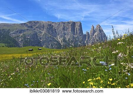 Stock Photo - "Flowering alpine meadows on the Alpe di Siusi with Sciliar Mountain, Seiser Alm, Dolomiten, South Tyrol province, Trentino-Alto Adige, Italy, Europe". Fotosearch