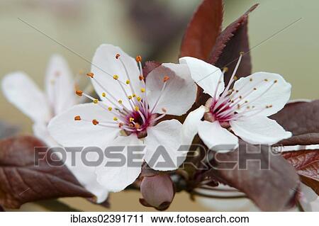 "Flowering Apricot (Prunus armeniaca) on the island of Mainau, Baden-Wuerttemberg, Germany, Europe" View Large Photo Image Stock Image - "Flowering Apricot (Prunus armeniaca) on the island of Mainau, Baden-Wuerttemberg, Germany, Europe". Fotosearch