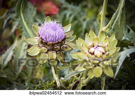 Flowering Artichoke (Cynara) in a vegetable patch View Large Photo Image Stock Image - Flowering Artichoke (Cynara) in a vegetable patch. Fotosearch