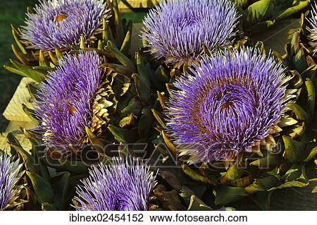 "Flowering artichokes (Cynara cardunculus, Cynara scolymus), Chiemgau region, Upper Bavaria, Bavaria, Germany, Europe" View Large Photo Image Stock Image - "Flowering artichokes (Cynara cardunculus, Cynara scolymus), Chiemgau region, Upper Bavaria, Bavaria, Germany, Europe". Fotosearch