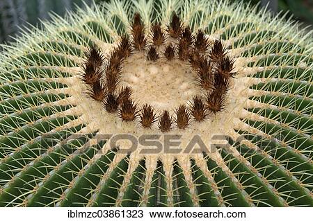 "Flowering Barrel Cactus or Golden Barrel Cactus (Echinocactus grusonii), Botanical Garden, Erlangen, Middle Franconia, Bavaria, Germany, Europe" View Large Photo Image Stock Image - "Flowering Barrel Cactus or Golden Barrel Cactus (Echinocactus grusonii), Botanical Garden, Erlangen, Middle Franconia, Bavaria, Germany, Europe". Fotosearch