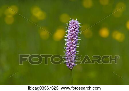 "Flowering Bistort (Bistorta officinalis), Schmittroeder Wiesen Nature Reserve, Konigstein im Taunus, Hesse, Germany, Europe" View Large Photo Image Stock Image - "Flowering Bistort (Bistorta officinalis), Schmittroeder Wiesen Nature Reserve, Konigstein im Taunus, Hesse, Germany, Europe". Fotosearch