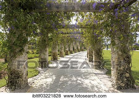 Stock Photo - "flowering Blooming Purple wreath (Petrea volubilis) on pergola, Naples Botanical Garden, Naples, Collier County, Florida, United States, North America". Fotosearch