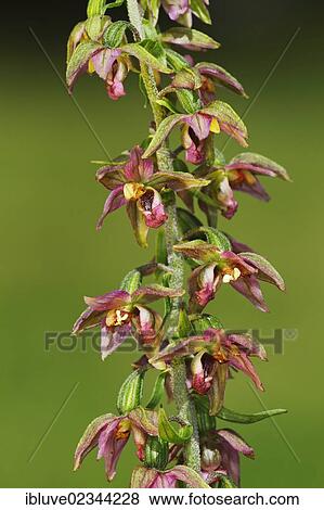 "Flowering Broad-leaved Helleborine (Epipactis helleborine), a rare, protected orchid, Schleswig-Holstein, Germany, Europe" View Large Photo Image Stock Photo - "Flowering Broad-leaved Helleborine (Epipactis helleborine), a rare, protected orchid, Schleswig-Holstein, Germany, Europe". Fotosearch