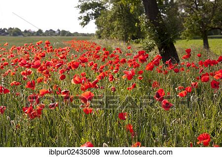"Flowering Corn poppies (Papaver rhoeas) at a field's edge, Coswig, Saxony, Germany, Europe" View Large Photo Image Stock Photo - "Flowering Corn poppies (Papaver rhoeas) at a field's edge, Coswig, Saxony, Germany, Europe". Fotosearch