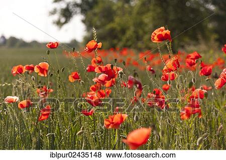"Flowering Corn poppies (Papaver rhoeas) at a field's edge, Coswig, Saxony, Germany, Europe" View Large Photo Image Stock Photo - "Flowering Corn poppies (Papaver rhoeas) at a field's edge, Coswig, Saxony, Germany, Europe". Fotosearch