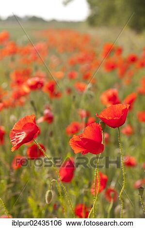 "Flowering Corn poppies (Papaver rhoeas) at a field's edge, Coswig, Saxony, Germany, Europe" View Large Photo Image Stock Photograph - "Flowering Corn poppies (Papaver rhoeas) at a field's edge, Coswig, Saxony, Germany, Europe". Fotosearch