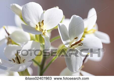 Stock Image - "Flowering Cymbidium Orchid, Konstanz, Baden-Wuerttemberg, Germany, Europe". Fotosearch